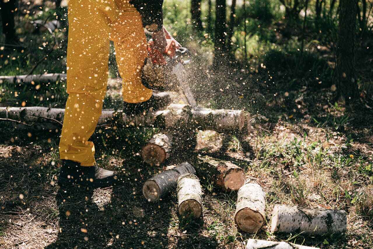 Best Tree Trimming Near Me  in Rocky Point, NC